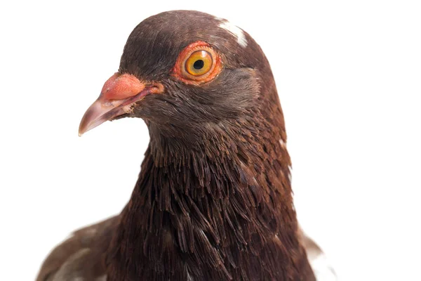 Common Brown Pigeon Dove Isolated White Background — Stock Photo, Image