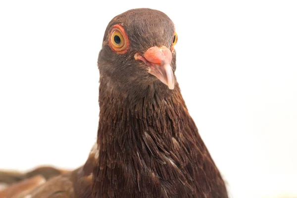 Braune Taube Oder Taube Isoliert Auf Weißem Hintergrund — Stockfoto