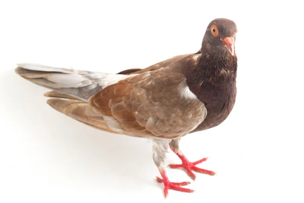 Common Brown Pigeon Dove Isolated White Background — Stock Photo, Image