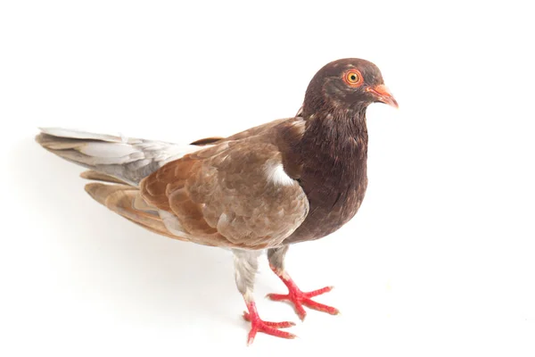 在白色背景上孤立的普通褐色鸽子或鸽子 — 图库照片