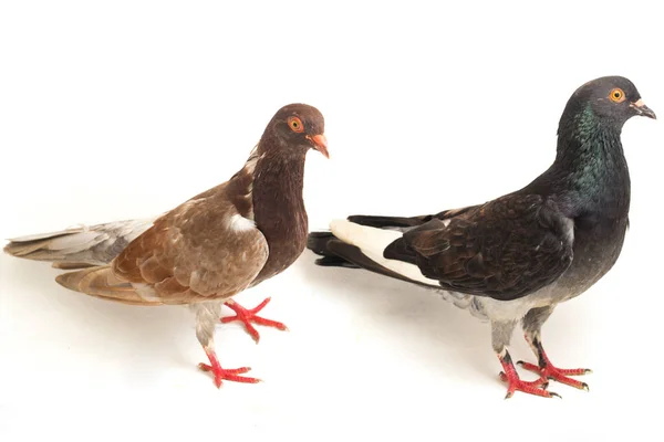 鸽子一对普通的褐色灰色的黑鸽或鸽子 隔离在白色背景上 — 图库照片