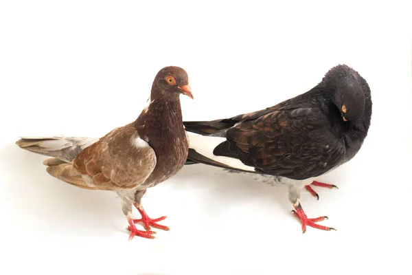 Bir Çift Kahverengi Gri Gri Güvercin Güvercin Beyaz Bir Arka — Stok fotoğraf