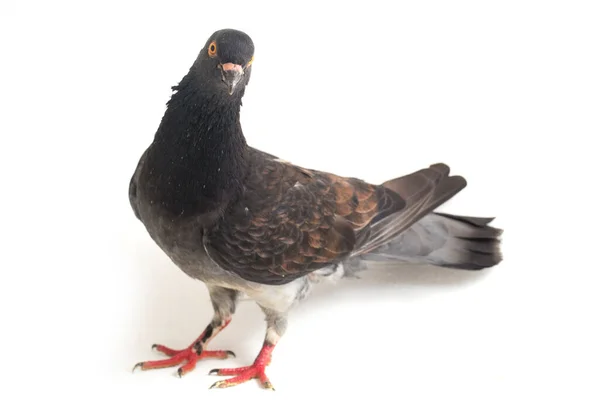Genel Gri Siyah Güvercin Güvercin Beyaz Arka Planda Izole Edilmiş — Stok fotoğraf