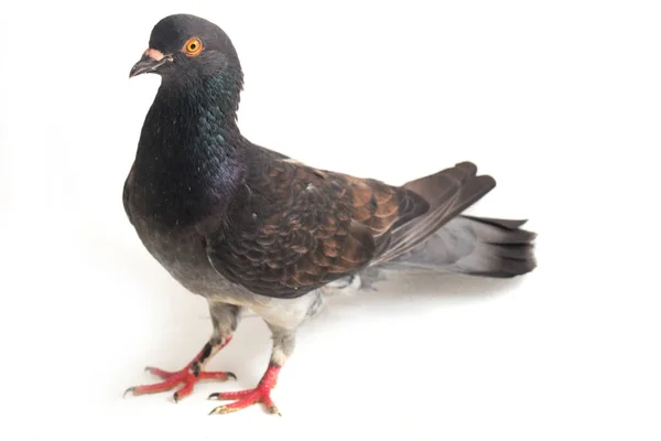 普通的灰色黑鸽或鸽子 在白色背景上被隔离 — 图库照片