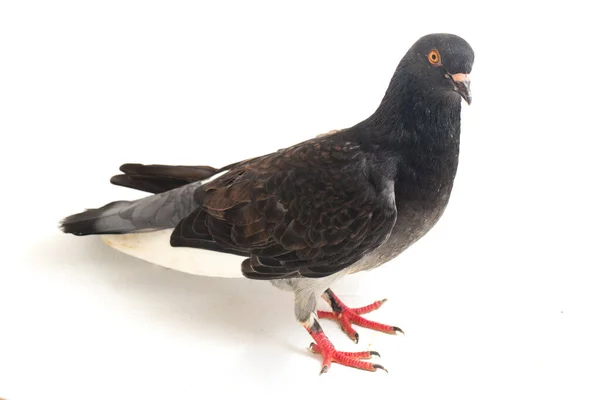 Common Grey Black Pigeon Dove Isolated White Background — Stock Photo, Image