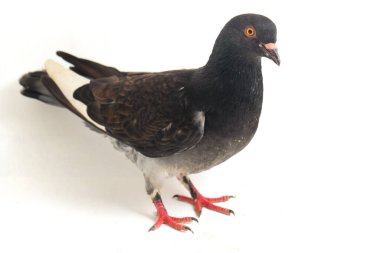Genel gri siyah güvercin ya da güvercin beyaz arka planda izole edilmiş.