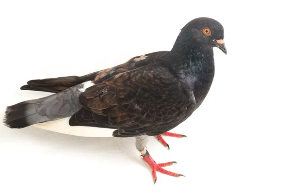 Common Grey Black Pigeon Dove Isolated White Background — Stock Photo, Image