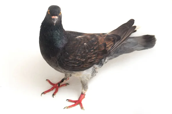 Pigeon Noir Gris Commun Colombe Isolé Sur Fond Blanc — Photo