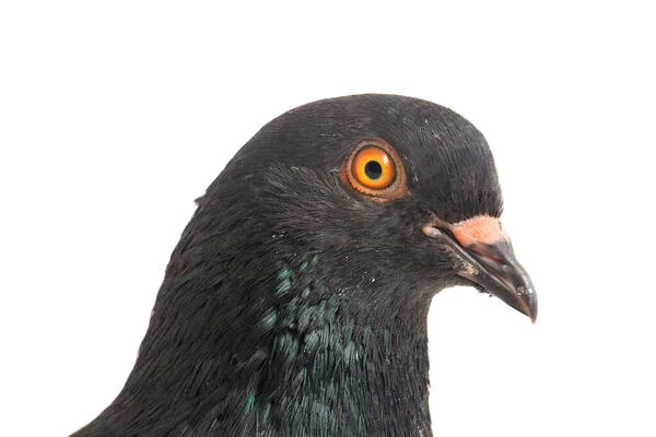 Pigeon Noir Gris Commun Colombe Isolé Sur Fond Blanc — Photo