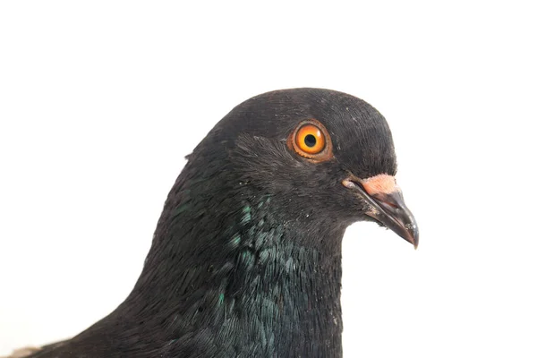 Genel Gri Siyah Güvercin Güvercin Beyaz Arka Planda Izole Edilmiş — Stok fotoğraf