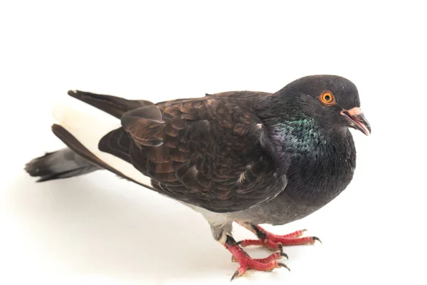 Gemeine Graue Schwarze Taube Oder Taube Isoliert Auf Weißem Hintergrund — Stockfoto