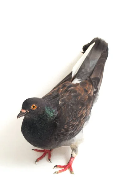 普通的灰色黑鸽或鸽子 在白色背景上被隔离 — 图库照片