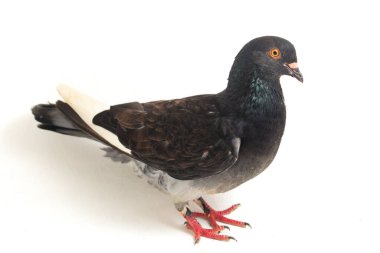 Genel gri siyah güvercin ya da güvercin beyaz arka planda izole edilmiş.