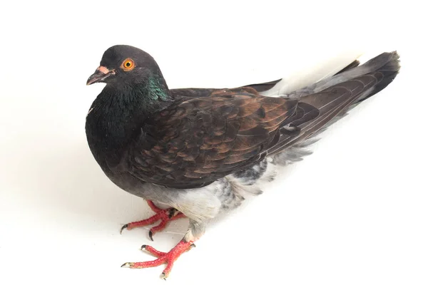 Gemeine Graue Schwarze Taube Oder Taube Isoliert Auf Weißem Hintergrund — Stockfoto
