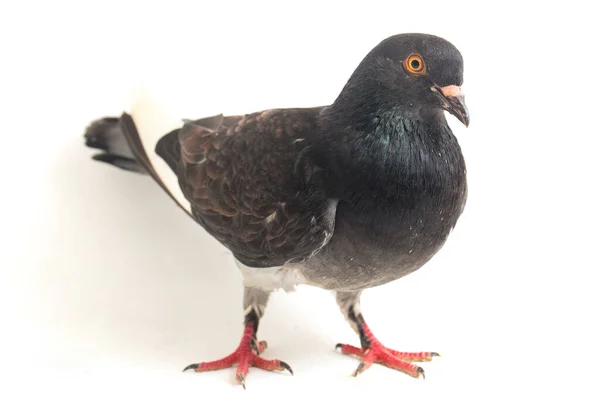 배경에 분리되어 일반적 비둘기 비둘기 — 스톡 사진