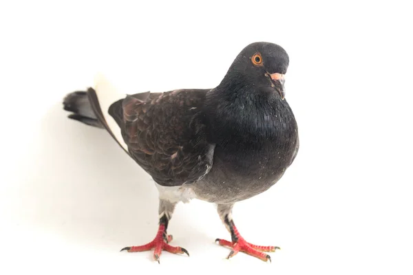 Common Grey Black Pigeon Dove Isolated White Background — Stock Photo, Image