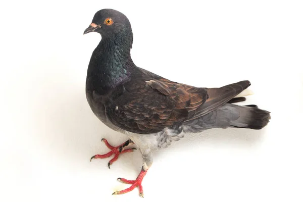 Common Grey Black Pigeon Dove Isolated White Background — Stock Photo, Image