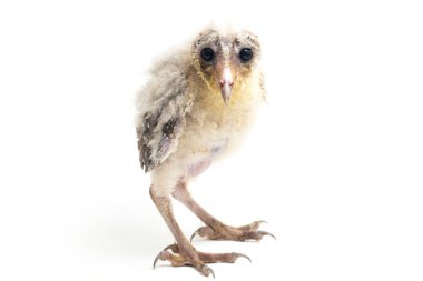 Beyaz arka planda yalıtılmış Barn Owl Tyto Alba 'lı bir piliç