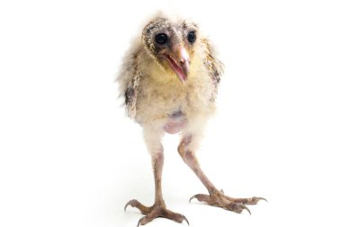 Beyaz arka planda yalıtılmış Barn Owl Tyto Alba 'lı bir piliç