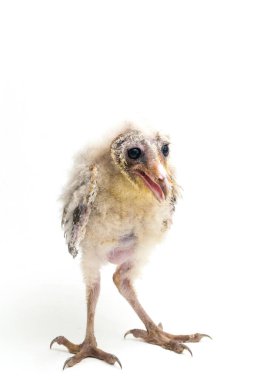 Beyaz arka planda yalıtılmış Barn Owl Tyto Alba 'lı bir piliç