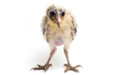 Beyaz arka planda yalıtılmış Barn Owl Tyto Alba 'lı bir piliç