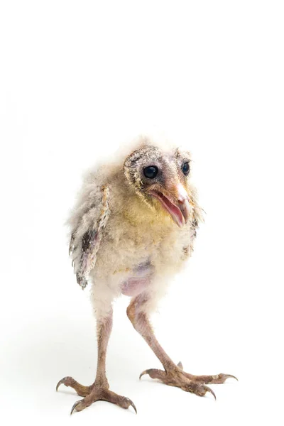 Brud Barn Owl Tyto Alba Isolerad Vit Bakgrund — Stockfoto