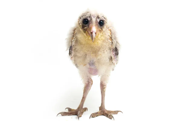 Chick Barn Owl Tyto Alba Isolated White Background — Stock Photo, Image