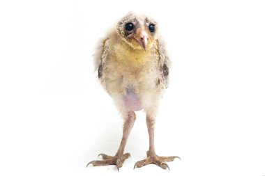 Beyaz arka planda yalıtılmış Barn Owl Tyto Alba 'lı bir piliç