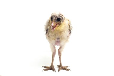 Beyaz arka planda yalıtılmış Barn Owl Tyto Alba 'lı bir piliç