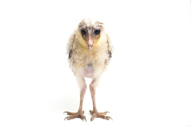 Beyaz arka planda yalıtılmış Barn Owl Tyto Alba 'lı bir piliç