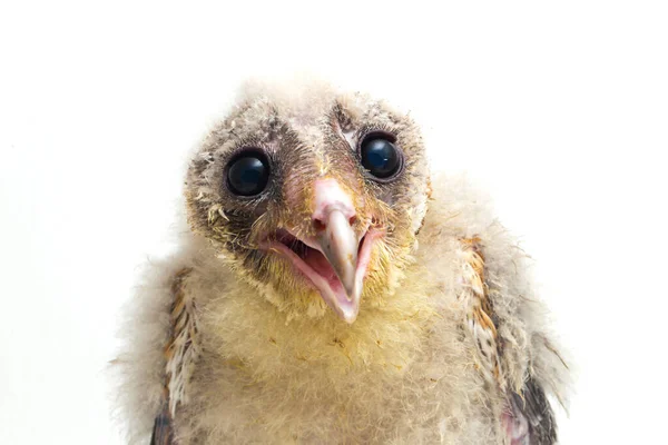 Beyaz arka planda yalıtılmış Barn Owl Tyto Alba 'lı bir piliç