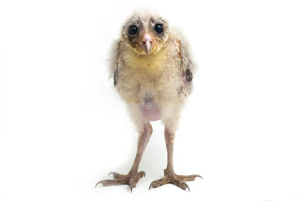 Brud Barn Owl Tyto Alba Isolerad Vit Bakgrund — Stockfoto