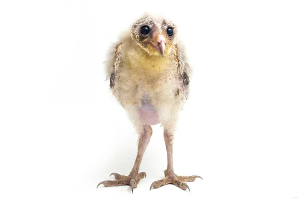 Chick Barn Owl Tyto Alba Isolated White Background — Stock Photo, Image