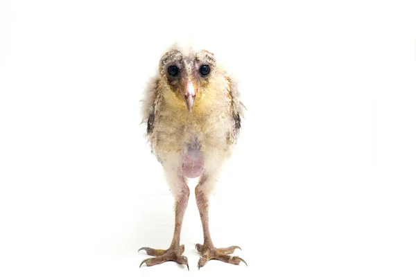 Ein Küken Der Schleiereule Tyto Alba Isoliert Auf Weißem Hintergrund — Stockfoto