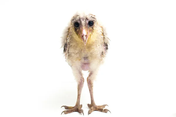 Chick Barn Owl Tyto Alba Isolated White Background — Stock Photo, Image