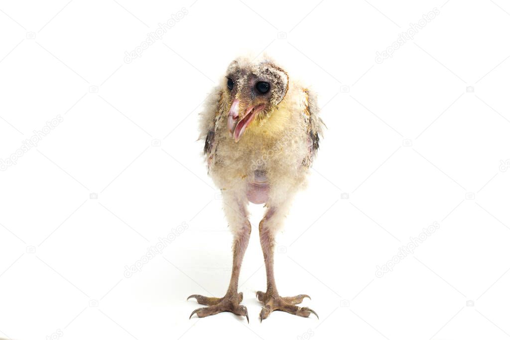 A chick of Barn Owl tyto alba isolated on white background