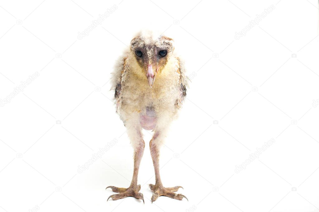 A chick of Barn Owl tyto alba isolated on white background