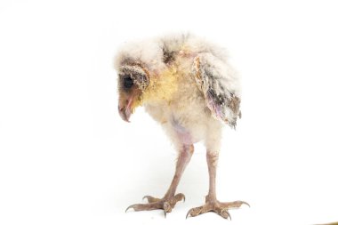 Beyaz arka planda yalıtılmış Barn Owl Tyto Alba 'lı bir piliç