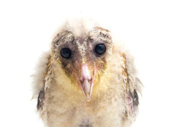 Beyaz arka planda yalıtılmış Barn Owl Tyto Alba 'lı bir piliç