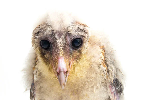 Pollito Barn Owl Tyto Alba Aislado Sobre Fondo Blanco — Foto de Stock