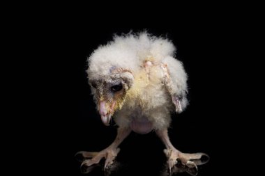 Ahır Baykuşu Tyto Alba 'nın bir yavrusu siyah arka planda izole edilmiş.