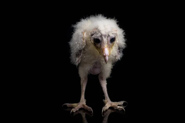 Pollito Barn Owl Tyto Alba Aislado Sobre Fondo Negro — Foto de Stock
