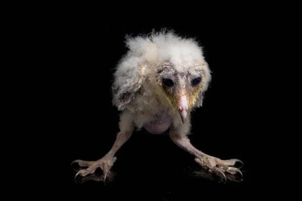 Brud Barn Owl Tyto Alba Isolerad Svart Bakgrund — Stockfoto