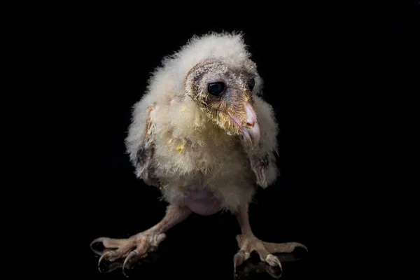 Μια Γκόμενα Του Barn Owl Tyto Alba Απομονωμένη Μαύρο Φόντο — Φωτογραφία Αρχείου
