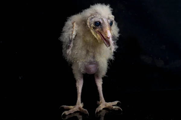 Μια Γκόμενα Του Barn Owl Tyto Alba Απομονωμένη Μαύρο Φόντο — Φωτογραφία Αρχείου