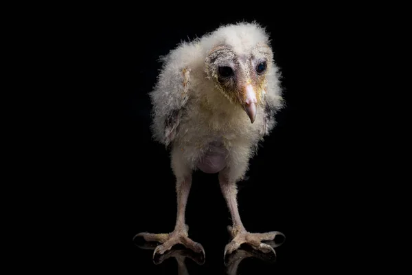 Ahır Baykuşu Tyto Alba Nın Bir Yavrusu Siyah Arka Planda — Stok fotoğraf