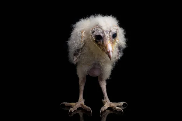 Kuře Stodoly Sova Tyto Alba Izolované Černém Pozadí — Stock fotografie