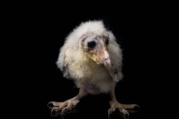 Μια Γκόμενα Του Barn Owl Tyto Alba Απομονωμένη Μαύρο Φόντο — Φωτογραφία Αρχείου