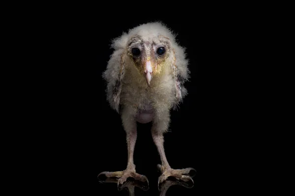 Pollito Barn Owl Tyto Alba Aislado Sobre Fondo Negro — Foto de Stock