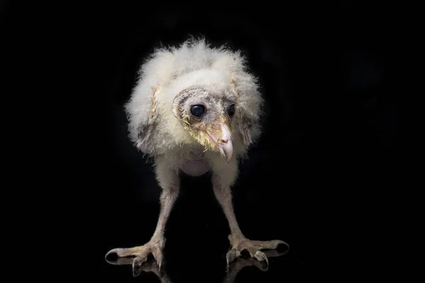 Μια Γκόμενα Του Barn Owl Tyto Alba Απομονωμένη Μαύρο Φόντο — Φωτογραφία Αρχείου